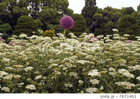 オルラヤ“ホワイトレース”の白い花 オルラヤ“ホワイトレース”の白い花 7671461