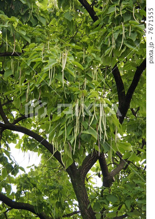 キササゲ・若い豆果 7671555