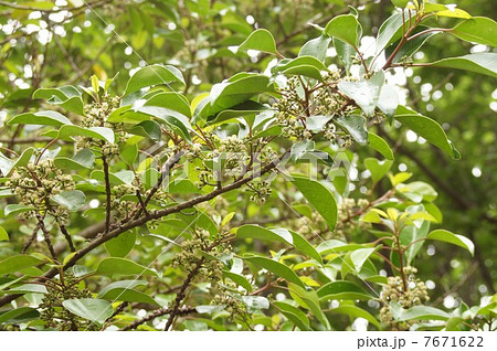 クロガネモチの花 7671622