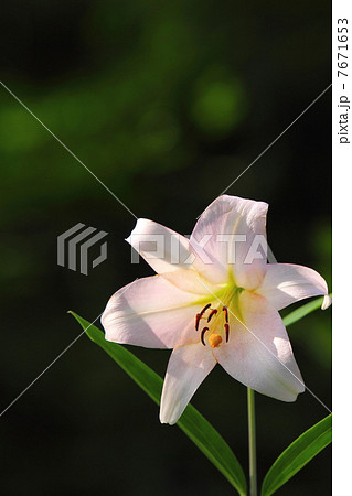 ササユリ ササユリ 7671653