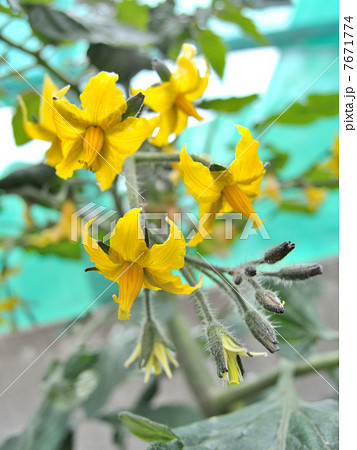 ミニトマトの花 ミニトマトの花 7671774