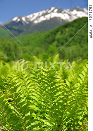 シダの新緑 シダの新緑 7671795