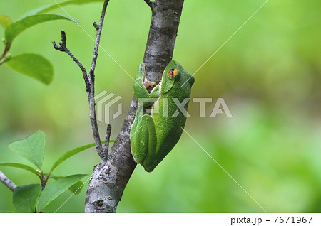 木の上で眠るモリアオガエル 木の上で眠るモリアオガエル 7671967