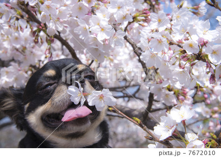 桜と犬の写真素材