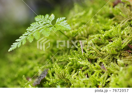 苔から芽を出したシダの仲間 苔から芽を出したシダの仲間 7672057