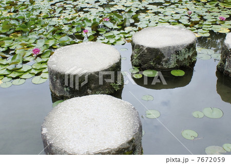 飛石の或るスイレン池 7672059