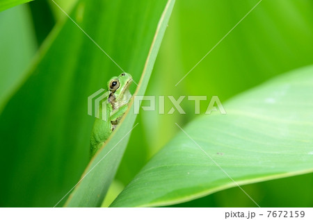 アマガエル 7672159