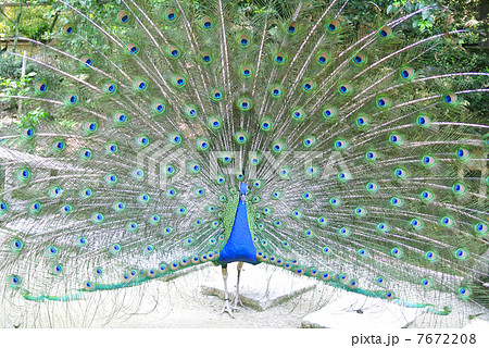 羽を広げてこちらを見るインドクジャク02 7672208