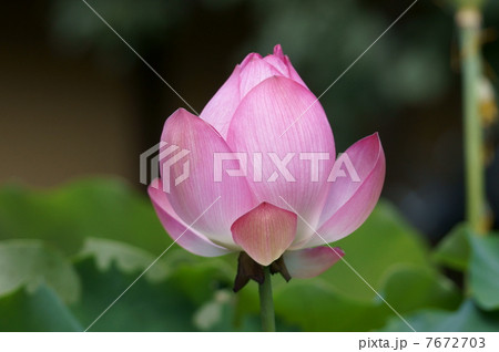 凛とした蓮の花 凛とした蓮の花 7672703