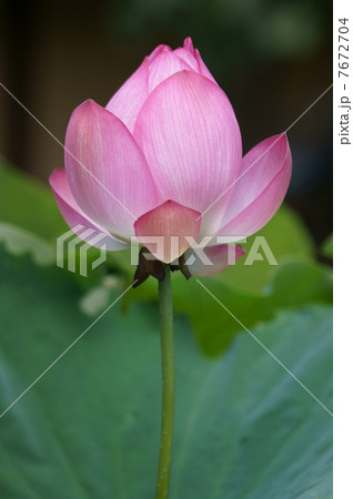 凛とした蓮の花 凛とした蓮の花 7672704