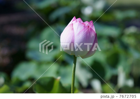 真如蓮 シンニョレンと申します。 真如蓮 シンニョレンと申します。 7672705