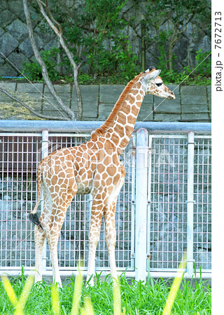キリンの赤ちゃん 01 キリンの赤ちゃん 01 7672713