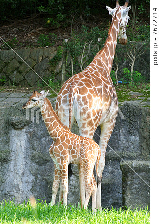 キリンの親子　01 7672714