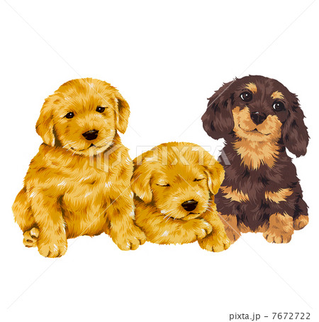 ラブラドールとダックスフンドのイラスト素材
