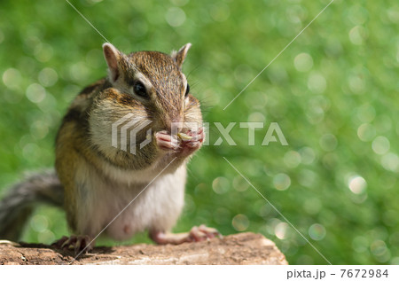 カボチャの種を食べるシマリス カボチャの種を食べるシマリス 7672984