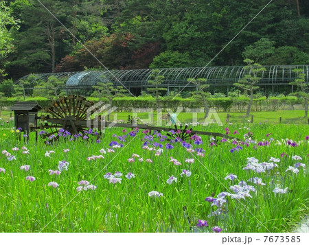 永沢寺花しょうぶ園　「花しょうぶと六連式水車 7673585