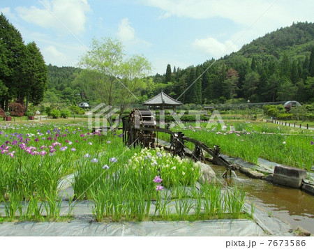 永沢寺花しょうぶ園 「花しょうぶと六連式水車」 永沢寺花しょうぶ園 「花しょうぶと六連式水車」 7673586