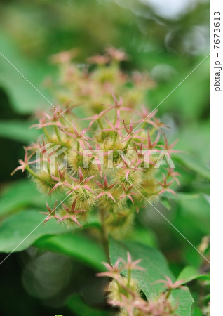鐘馗空木の実 鐘馗空木の実 7673613