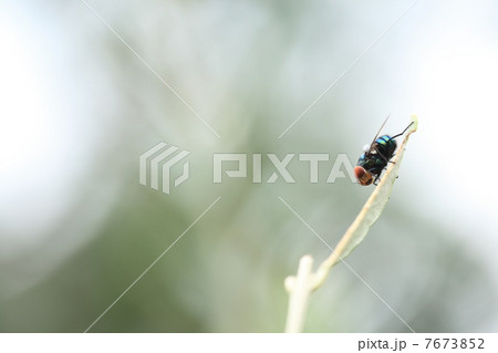イエバエ 7673852