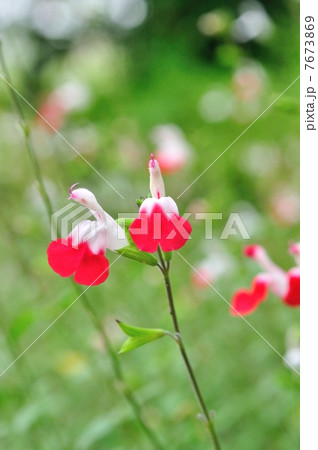 チェリーセージ 7673869