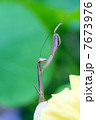カマキリ 7673976