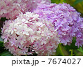紫陽花 7674027