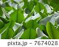 葉っぱ 7674028