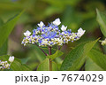紫陽花 7674029