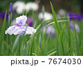 菖蒲 7674030