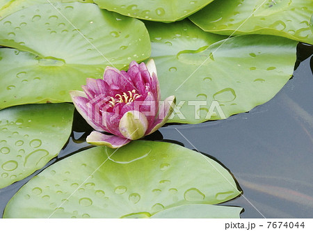スイレン花　大葉　 7674044