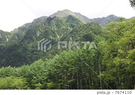 上高地　六百山と並木 7674110