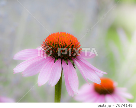 エキナセア 7674149