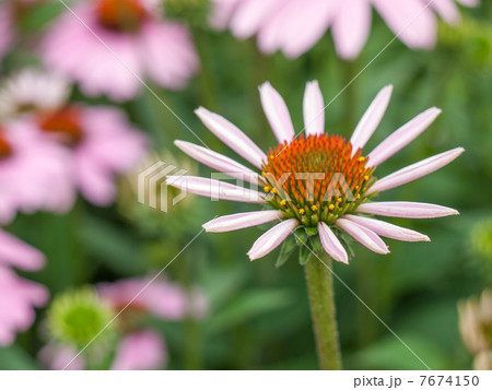 エキナセア エキナセア 7674150