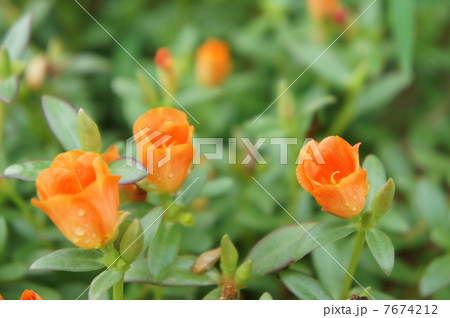 ポーチュラカ 7674212