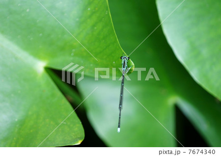 物差蜻蛉　目盛がついたモノサシトンボ 7674340