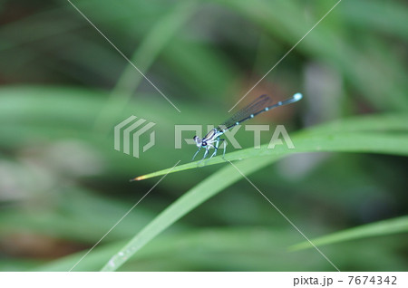 物差蜻蛉　目盛がついたモノサシトンボ 7674342