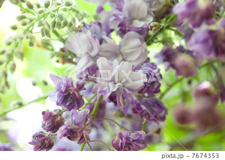 八重咲きの藤 7674353