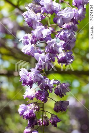 八重咲きの藤 7674354