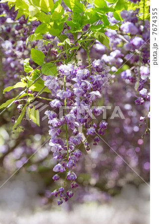 八重咲きの藤 7674355