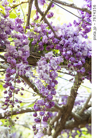 八重咲きの藤 7674356