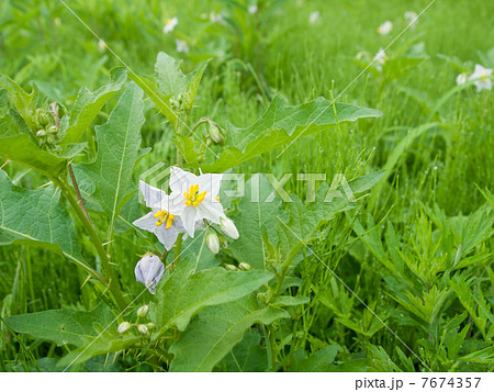 ワルナスビ ワルナスビ 7674357