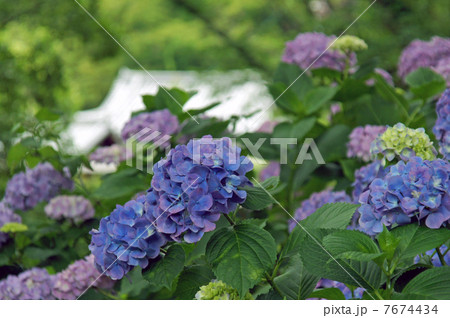 矢田寺の紫陽花 7674434