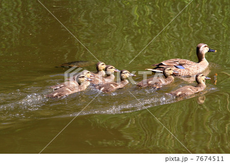 遊泳するカルガモの親子 7674511