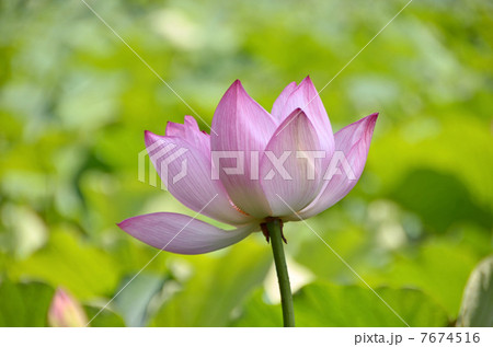 蓮の花 7674516
