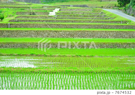 田植え後の棚田 田植え後の棚田 7674532