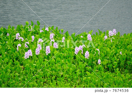 ホテイアオイ ホテイアオイ 7674536