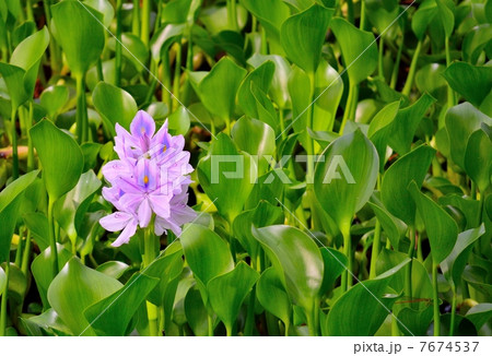 ホテイアオイ ホテイアオイ 7674537