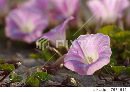ハマヒルガオ ハマヒルガオ 7674615