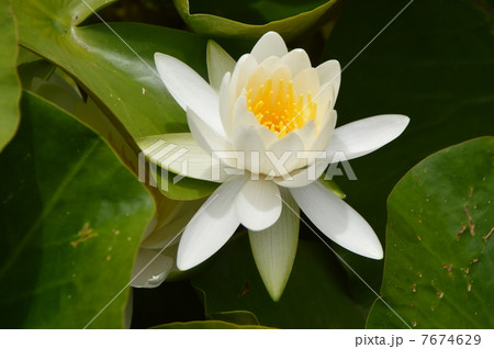 ハスの花咲く 佐渡市 ハスの花咲く 佐渡市 7674629