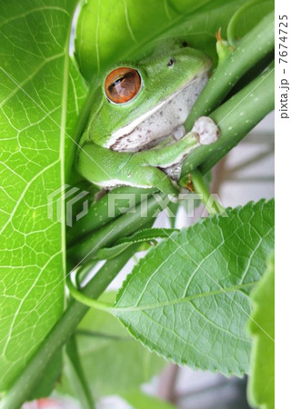 モリアオガエル モリアオガエル 7674725